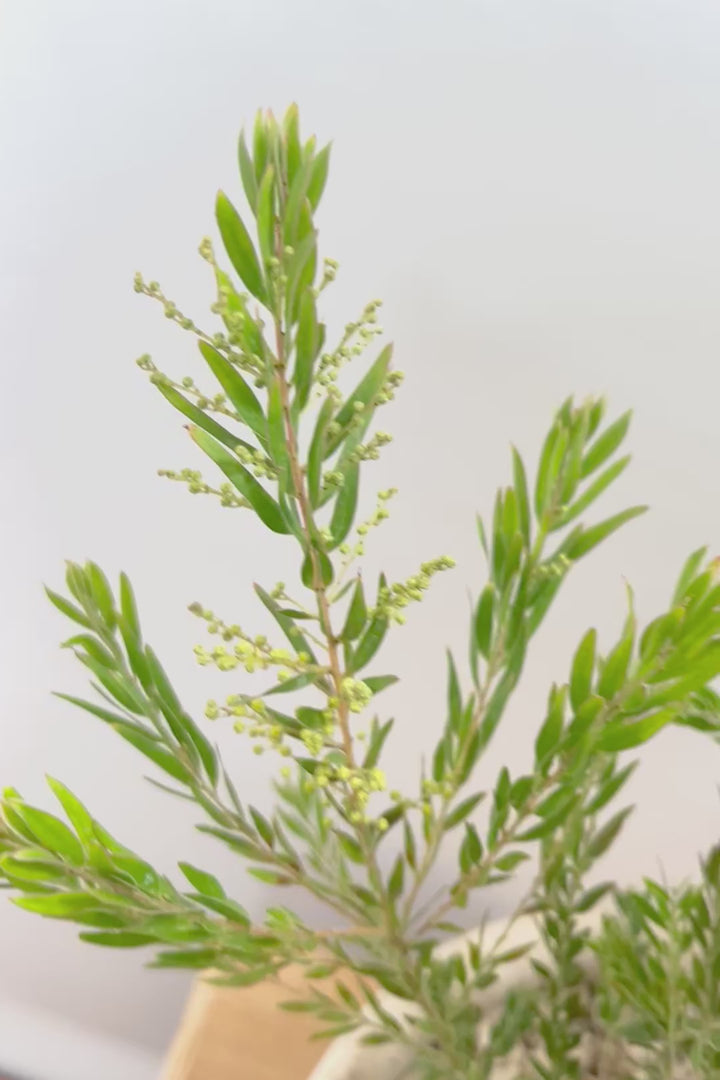 【アカシア テレサ】APEGO初入荷の品種のアカシア！寒さに強く丈夫なのでシンボルツリーにぴったり!かわいい黄色い花を咲かせます！