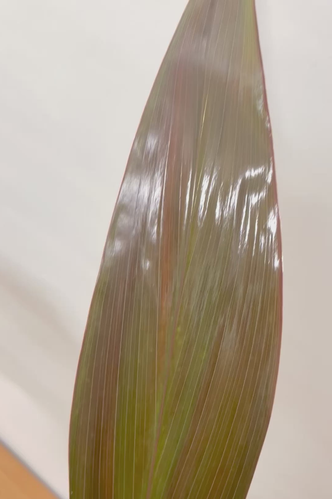 【ドラセナ ブラックリーフ】今回限りの入荷！葉がグリーンからブラックに変化する面白いドラセナ！