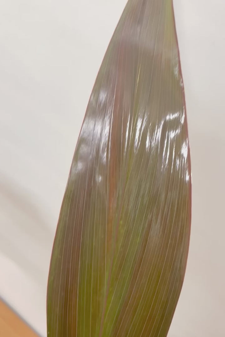 【ドラセナ ブラックリーフ】今回限りの入荷！葉がグリーンからブラックに変化する面白いドラセナ！