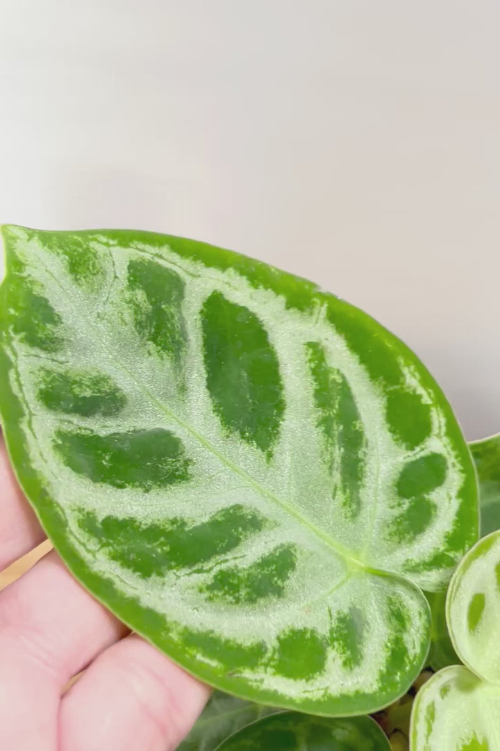 【アンスリウム ドラヤキ】最高の仕上がりのミニサイズ！葉の状態は素晴らしく良いので自信をもってお勧め！