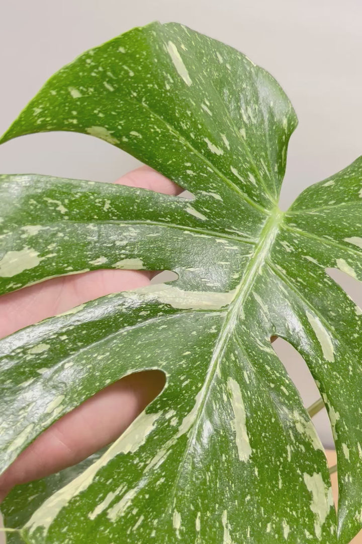 【モンステラ タイコンステレーション】丸いフォルムのかわいいPOT！タイコンらしい散斑が美しい素晴らしい個体です！おすすめ！