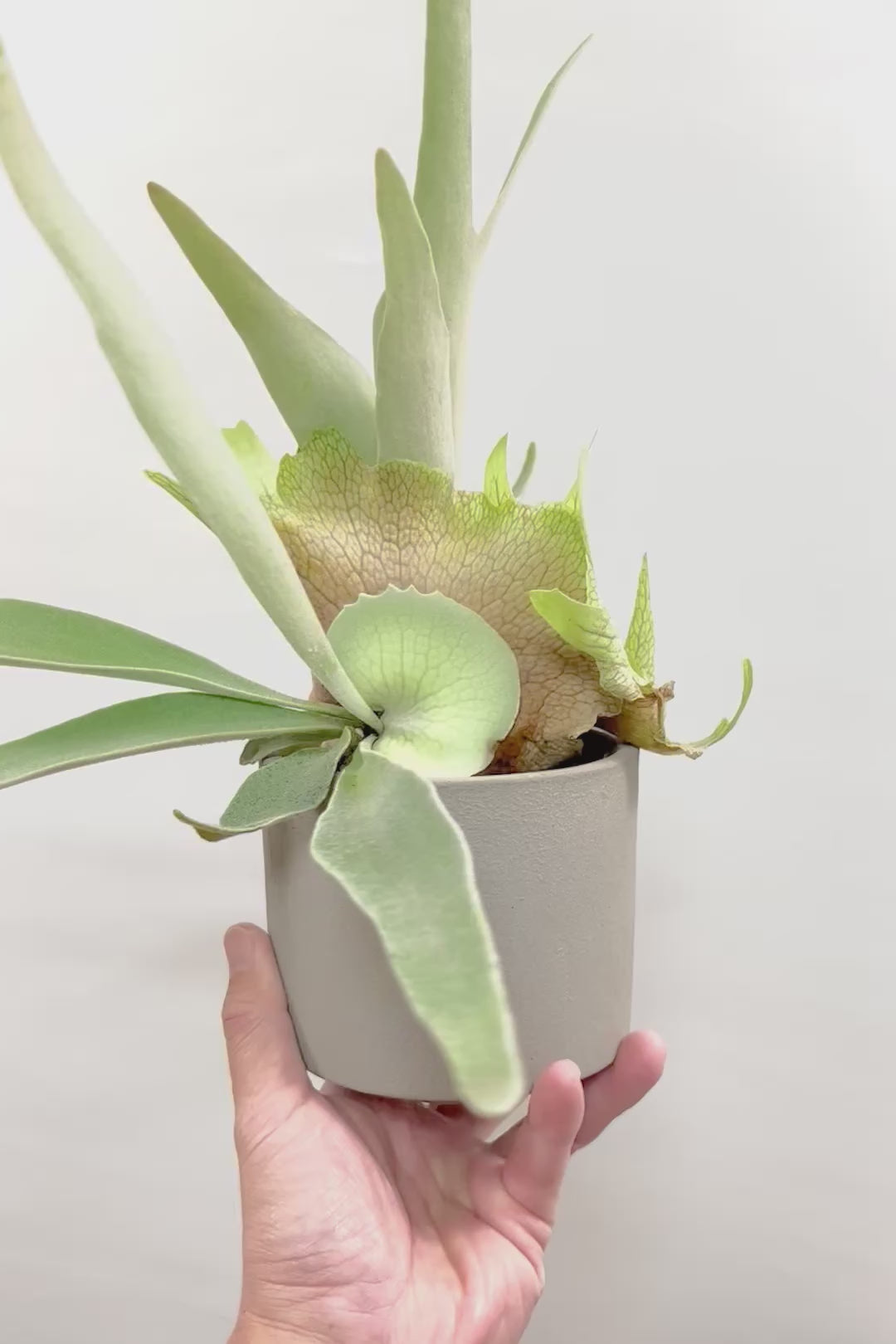 【コウモリラン ベイチー】このサイズ感はかなり希少！愛知県のコウモリランの有名生産者さんのこだわりの逸品！