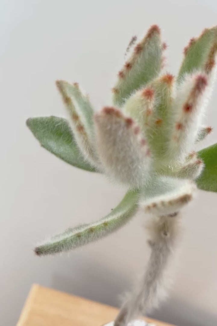 【カランコエ ラウィ】表面に産毛を纏った個性的な子。爽やかな葉色でとてもかわいいんですよ！