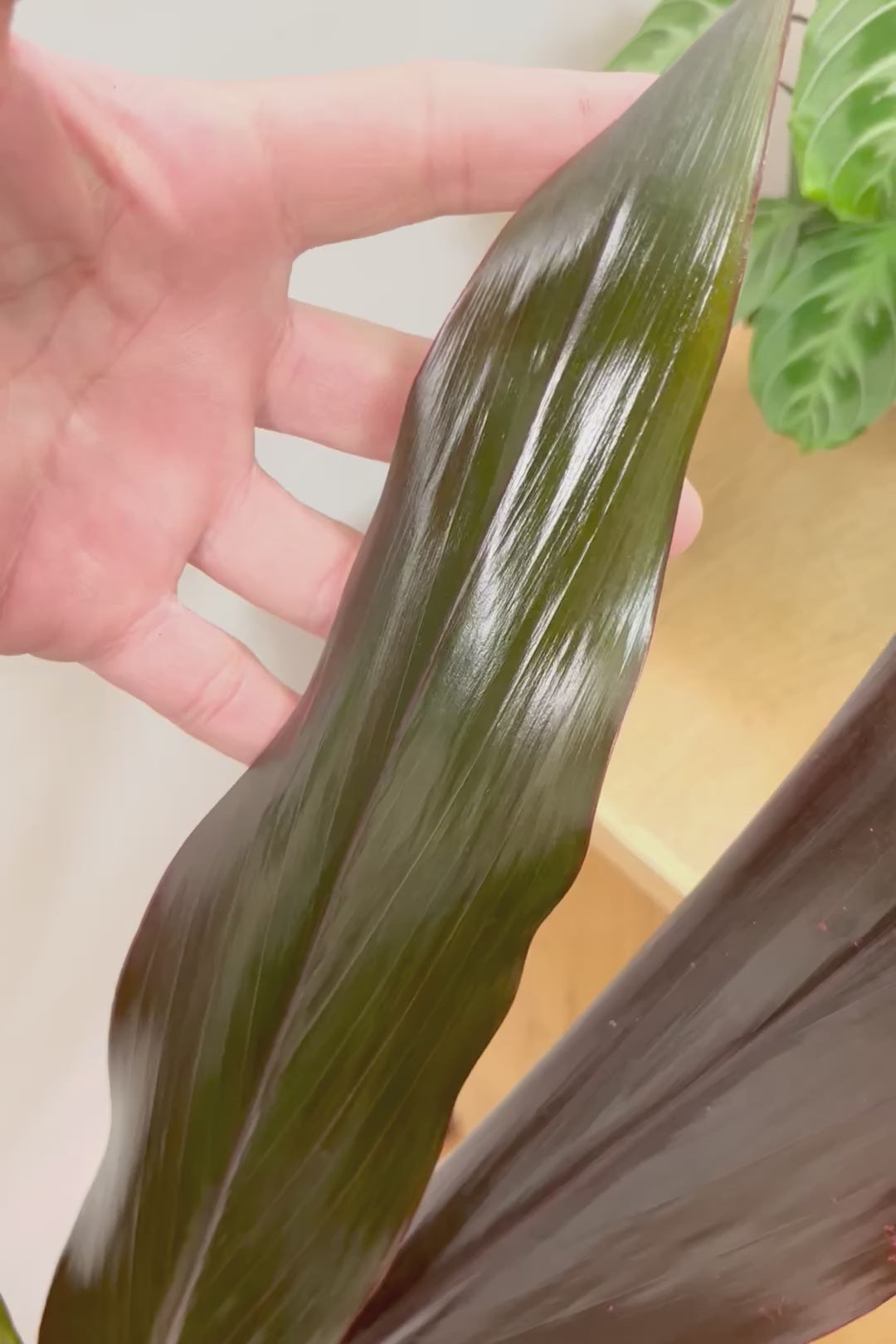 【ドラセナ ブラックリーフ】今回限りの入荷！葉がグリーンからブラックに変化する面白いドラセナ！