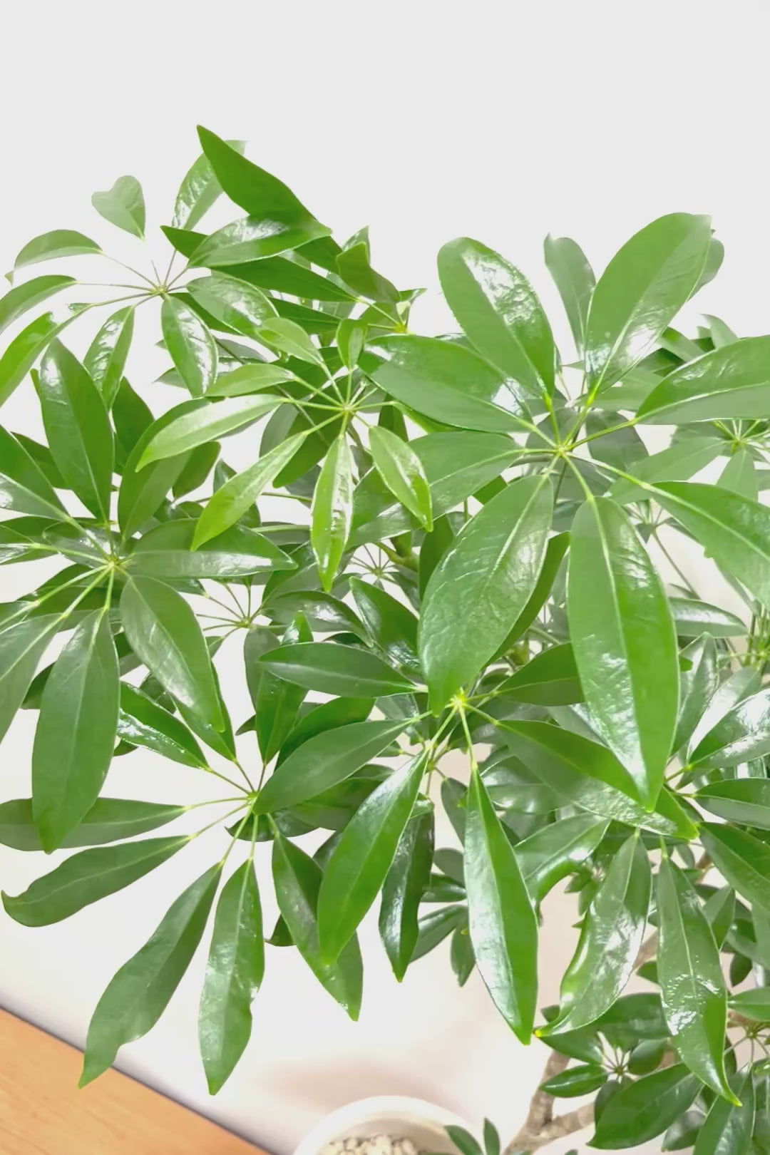 【シェフレラ コンパクタ】この樹形は良い！温暖な鹿児島県指宿市で育てられたとてもスタイリッシュで個性的な樹形です！めちゃくちゃ丈夫な品種です！