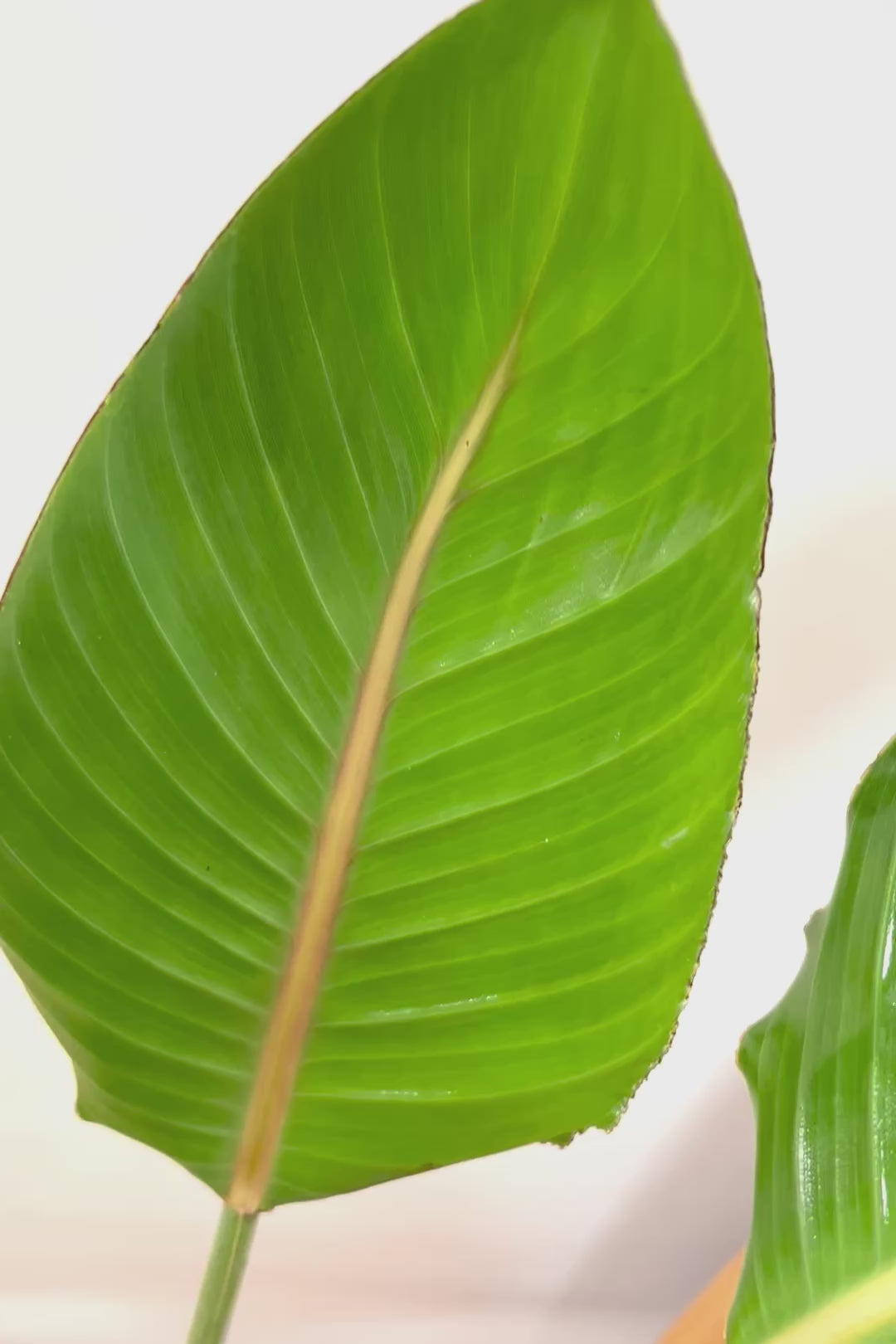 【ストレチア レギネ】最高のバランス！ロングPOTもスタイリッシュなので植物との相性がいい！