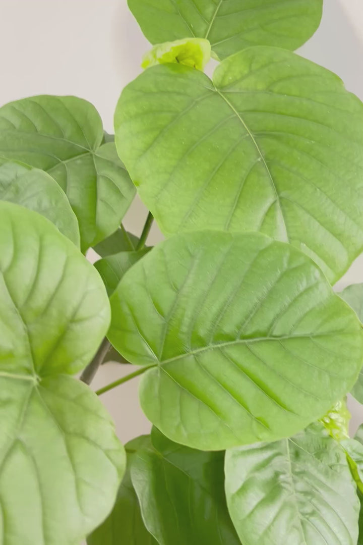 【ウンベラータ】鹿児島の有名な生産者さんが手塩にかけて作りました！最高の樹形です！