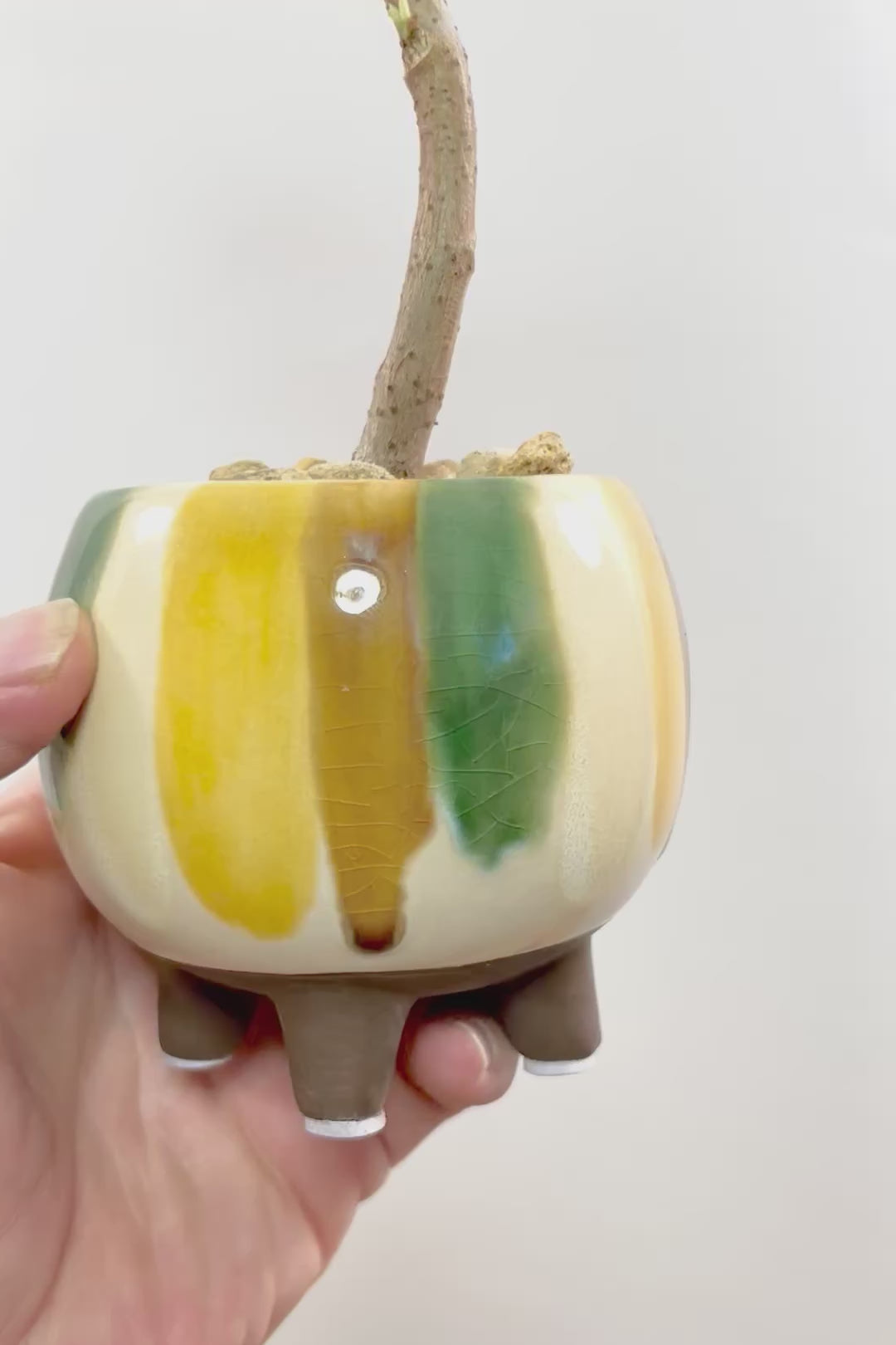 【アルテシマ】このサイズでここまで仕立てられたアルテシマはかなりレア！しかも今回がラストの入荷です！幹もしっかりと太く仕上げられていますのでオススメです！