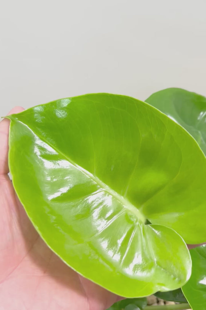 【モンステラ】かわいすぎますよ。だってこんなまん丸の葉っぱなんて…。お椀型のPOTもかわいい♪