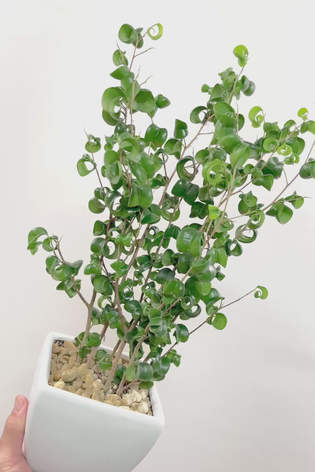 【ベンジャミン バロック】シンプルなホワイトのスクエアPOT。植物のフォルムのバランスが最高だと思います！