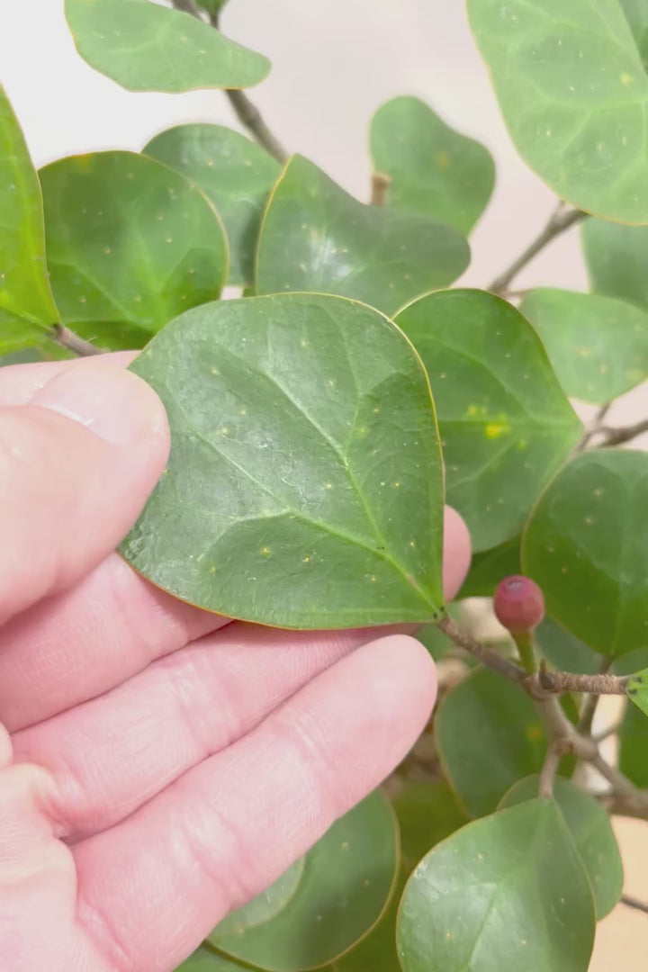 【フィカス ゴールドコイン】ボリュームがあるタイプ！肉厚のかわいい葉が特徴のゴムの木の仲間です！