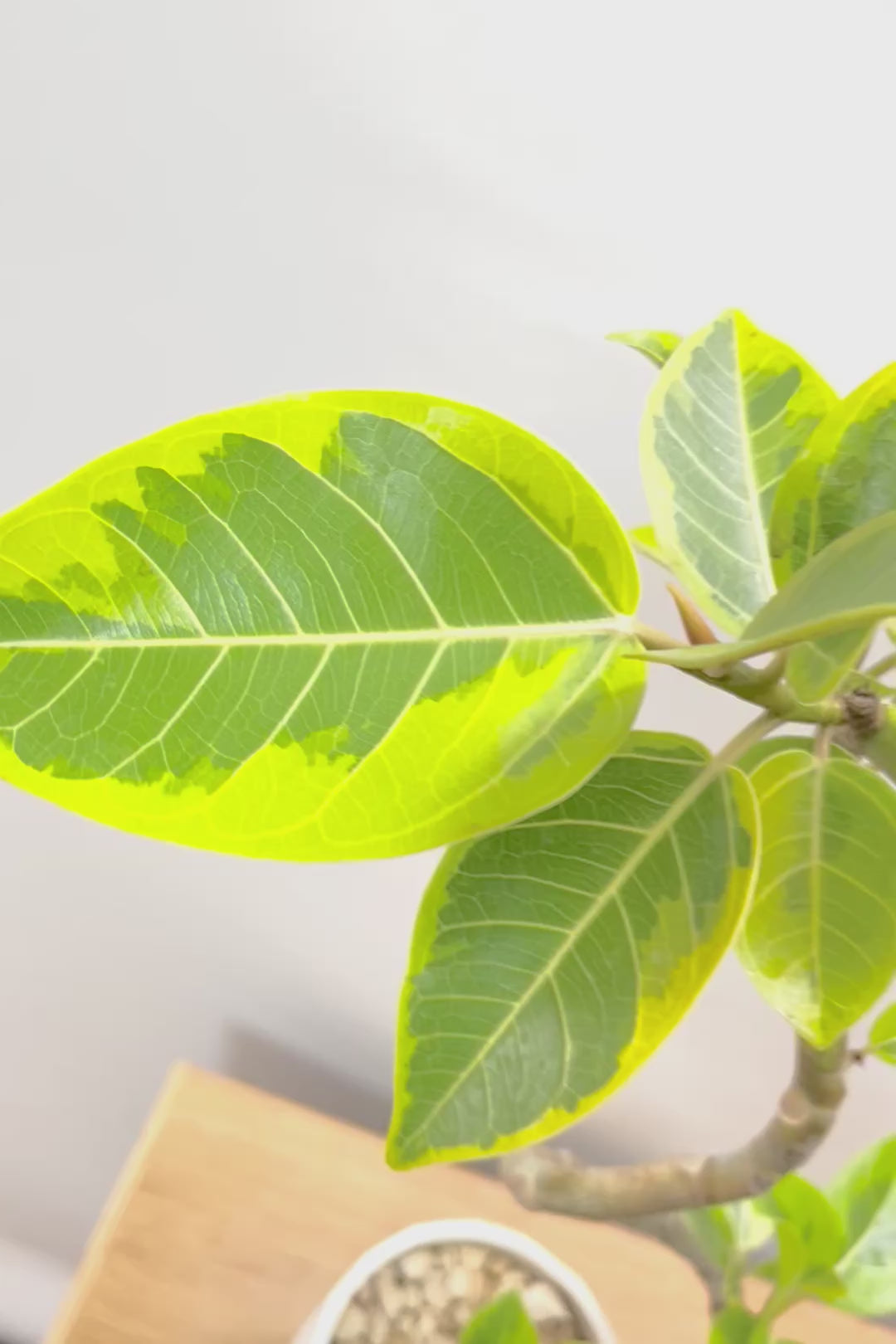 【アルテシマ】流れるような美しい幹！このアルテシマの樹形は100点満点ではないでしょうか⁉