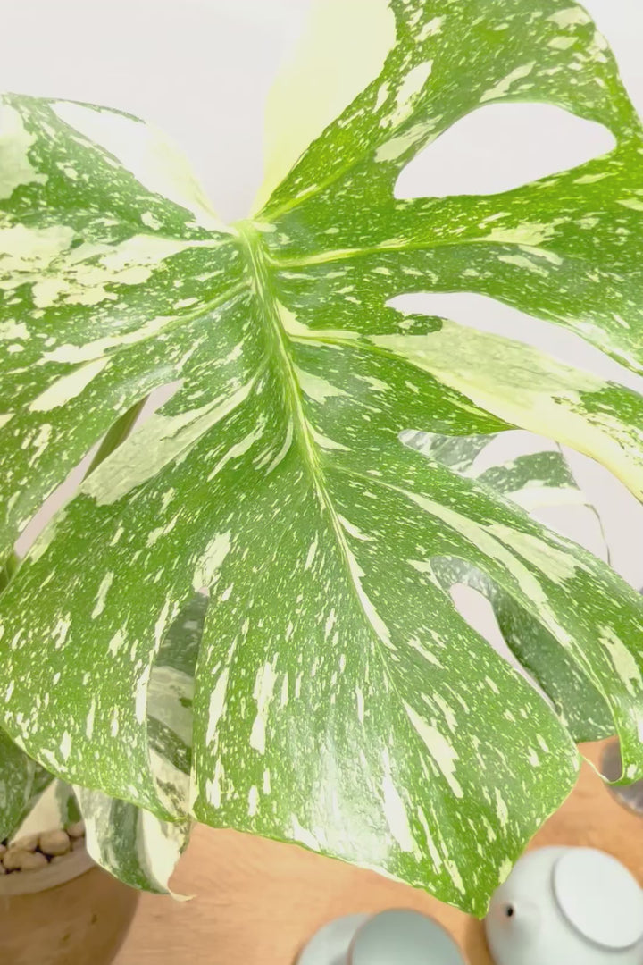 【モンステラ タイコンステレーション】全高60cm！人気の木製POTに植え込みました！今回の葉の模様は極上ですよ！