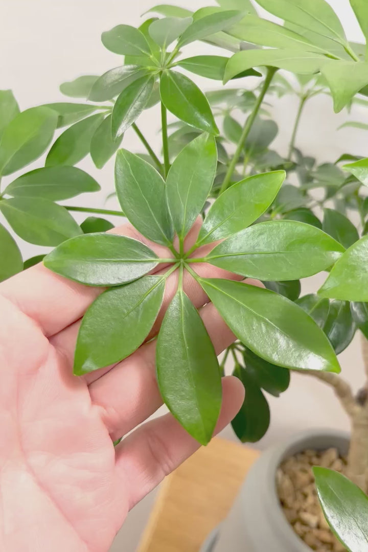 【シェフレラ スモールグリーン】APEGOでは初入荷の品種！生産者さんのハウスでたまたま見かけたかわいい過ぎる品種なんです！