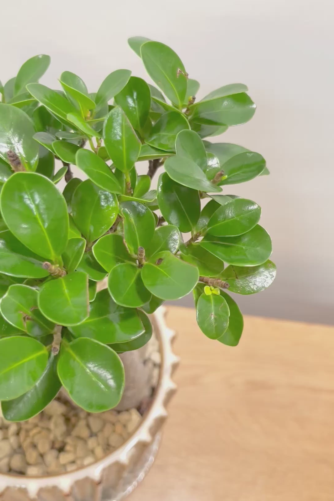 【ガジュマル】幹が人に見えます！仕入れ時に個性的な枝を選んで仕入れてきました！おすすめです！