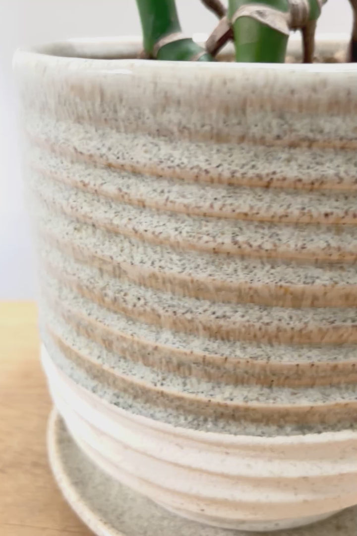 【モンステラ】この幹はかなりかわいい♪ここまできれいに分岐したものは希少だと思います！