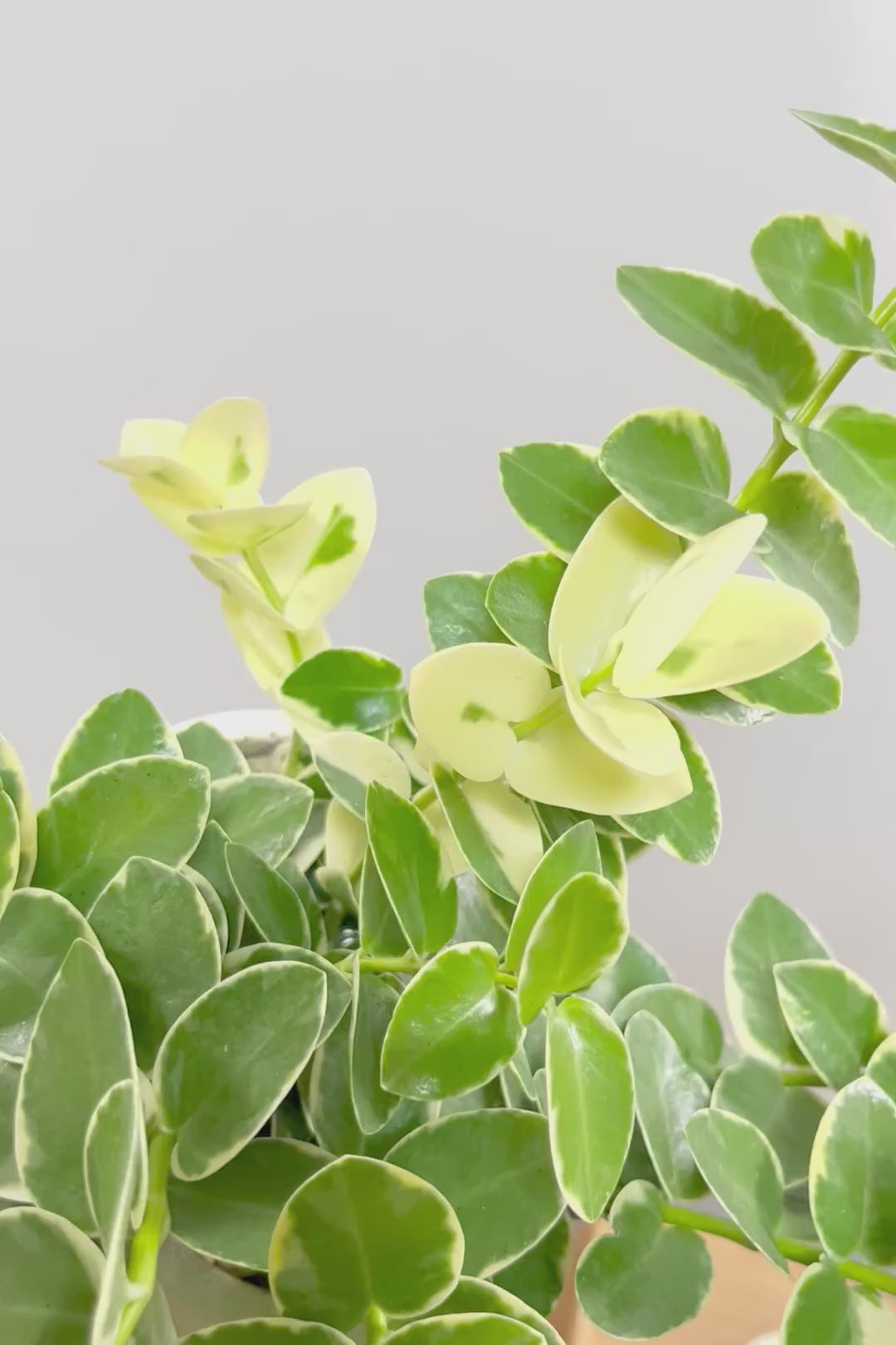 【ホヤ クミンギアナ バリエガタ】今回は希少な斑入りタイプ！枝が固いので上へ伸びて枝垂れるタイプのホヤです！