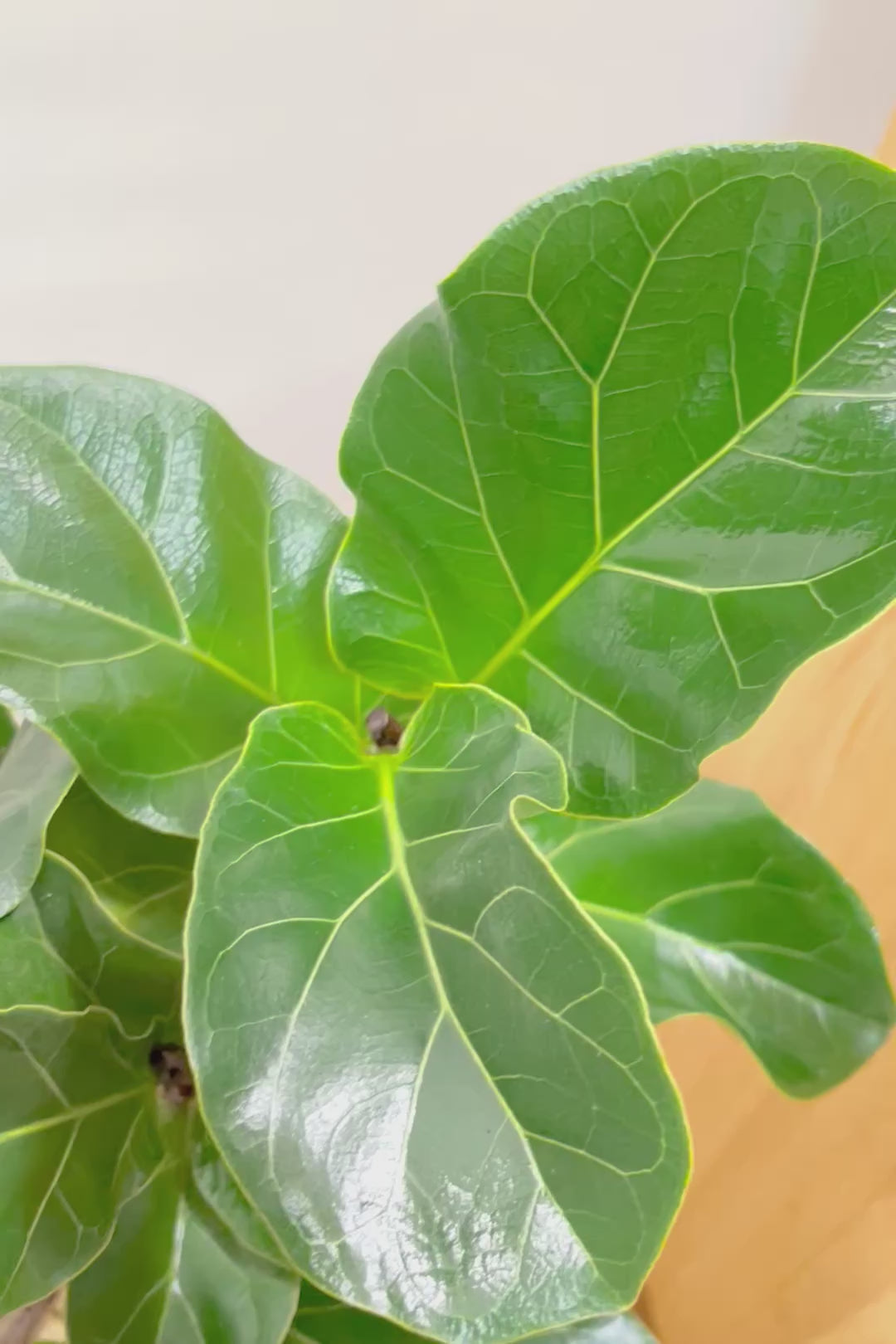 【カシワバゴム バンビーノ】植物もPOTも大人色♪めっちゃ雰囲気がある樹形だと思います！ボリュームもイイ感じでスタイリッシュ！