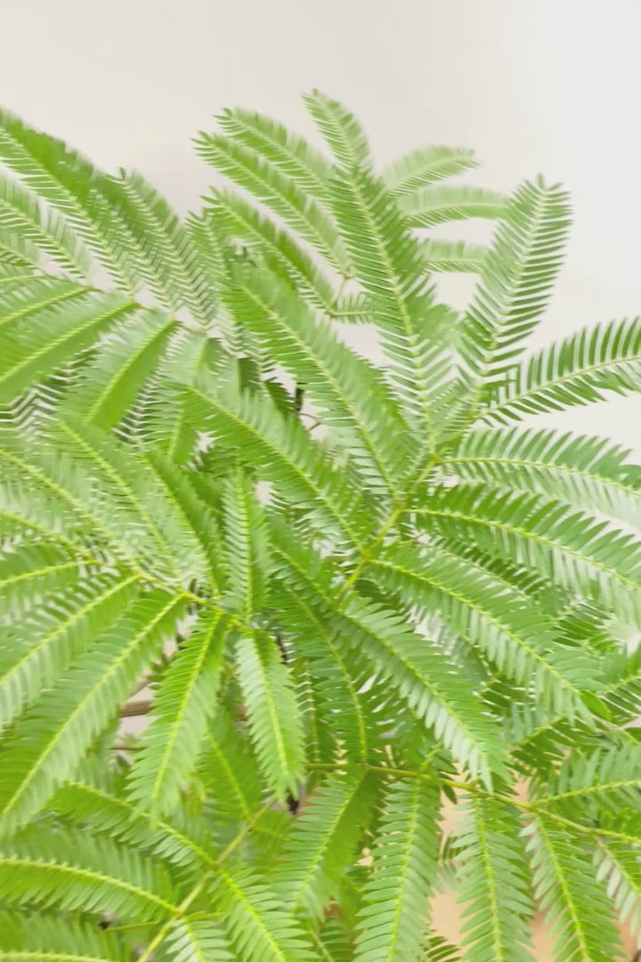 【エバーフレッシュ】幹シンプルにカーブした幹！太さもあってしっかりとしていますので、存在感がありますよ！