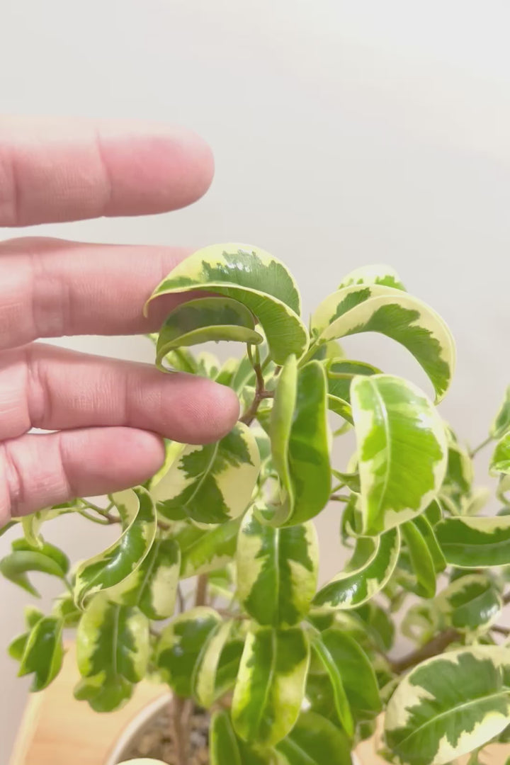 【ベンジャミン シタシオン】APEGOの推しPOT♪かわいいミニサイズなのに幹はしっかりとしています！爽やかな葉っぱが素敵♪