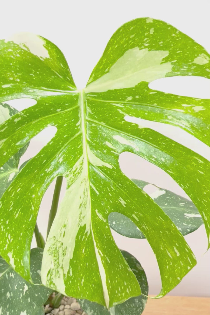 【モンステラ タイコンステレーション】人気の木製POTに植え込みました！お手頃なサイズ感ですので様々なシーンで活躍してくれます！