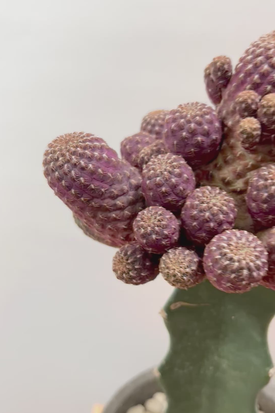 【サボテン レブチア】バーガンディのシックは大人色もサボテン。育てやすい接ぎ木タイプなので安心して育てられます！