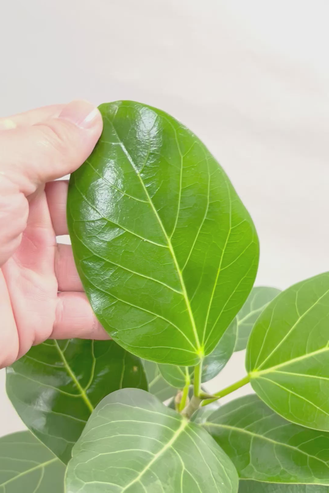 【ベンガレンシス】よくまとまったきれいな樹形！幹のカーブも素晴らしい仕上がりですので、ぜひともご検討ください！