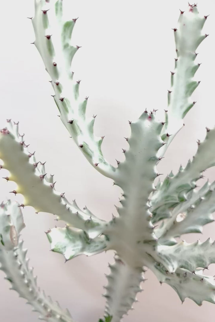 【ユーフォルビア ラクティア ホワイトゴースト】人気の木製のPOT！在庫の中から一番いいものを植えました！名前の通りホワイトの幹肌がとても美しい！意外と育てやすい！これは目が離せない！