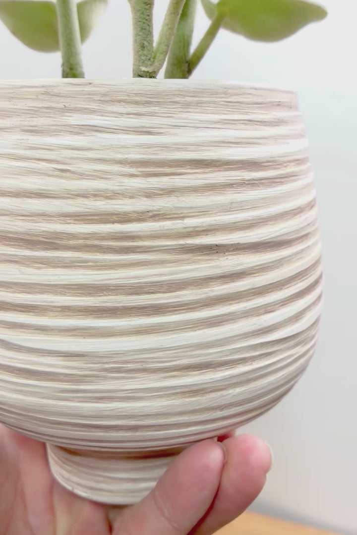 【ペペロミア  ホバリア】高さ26センチのかわいいサイズ！人気につき再入荷しましたがこの1鉢のみしか入荷できませんでした…