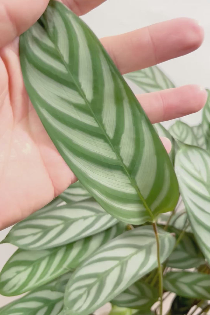 【クテナンテ セトサ】2度見しちゃうほどのボリューム！シルバーグレーが美しい！葉裏もおしゃれカラーなのでインテリアにも良いと思います！