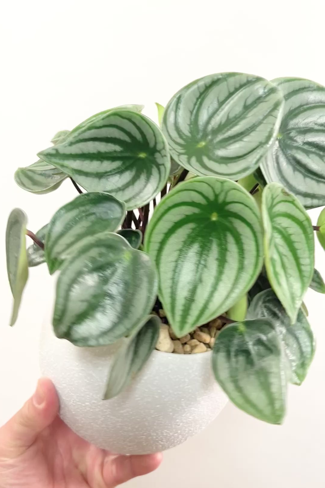 【ペペロミア サンデルシー】爽やかなホワイトのPOT！特別に親株を分けてもらいました！別名スイカペペロミア。縦縞がとてもかわいい人気種です！