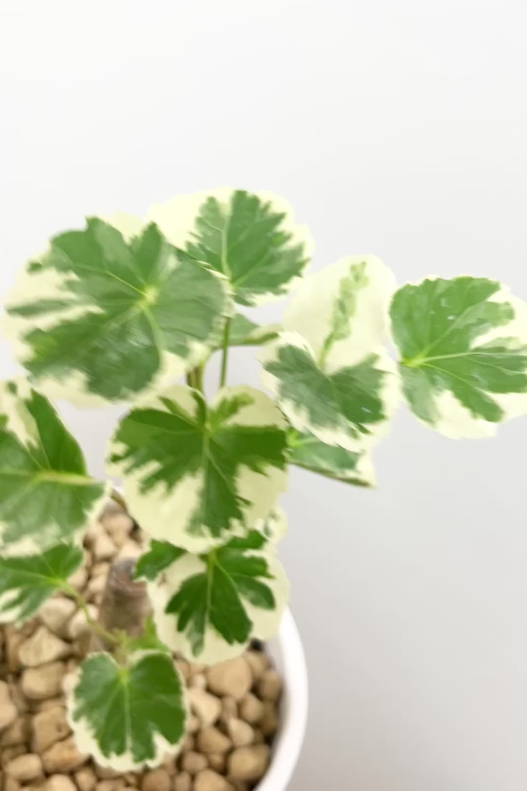 【ポリシャス マルギナータ】軽量な樹脂製のPOT！初めて植物を育てる方にも安心の価格設定にしました！春からの新生活にいかがでしょうか？