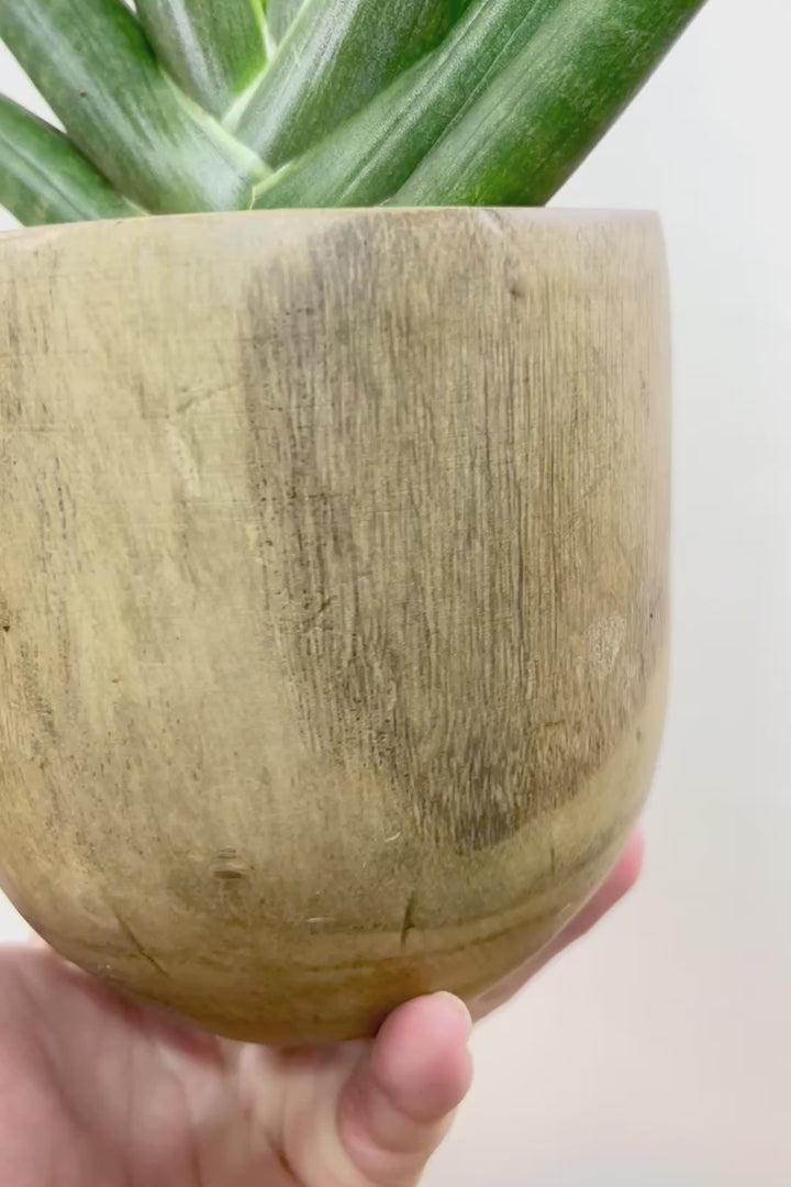 【サンスベリア ボンセレンシス 】人気の木製のPOT！全体のフォルムがとても美しい最高の個体なんですよ！