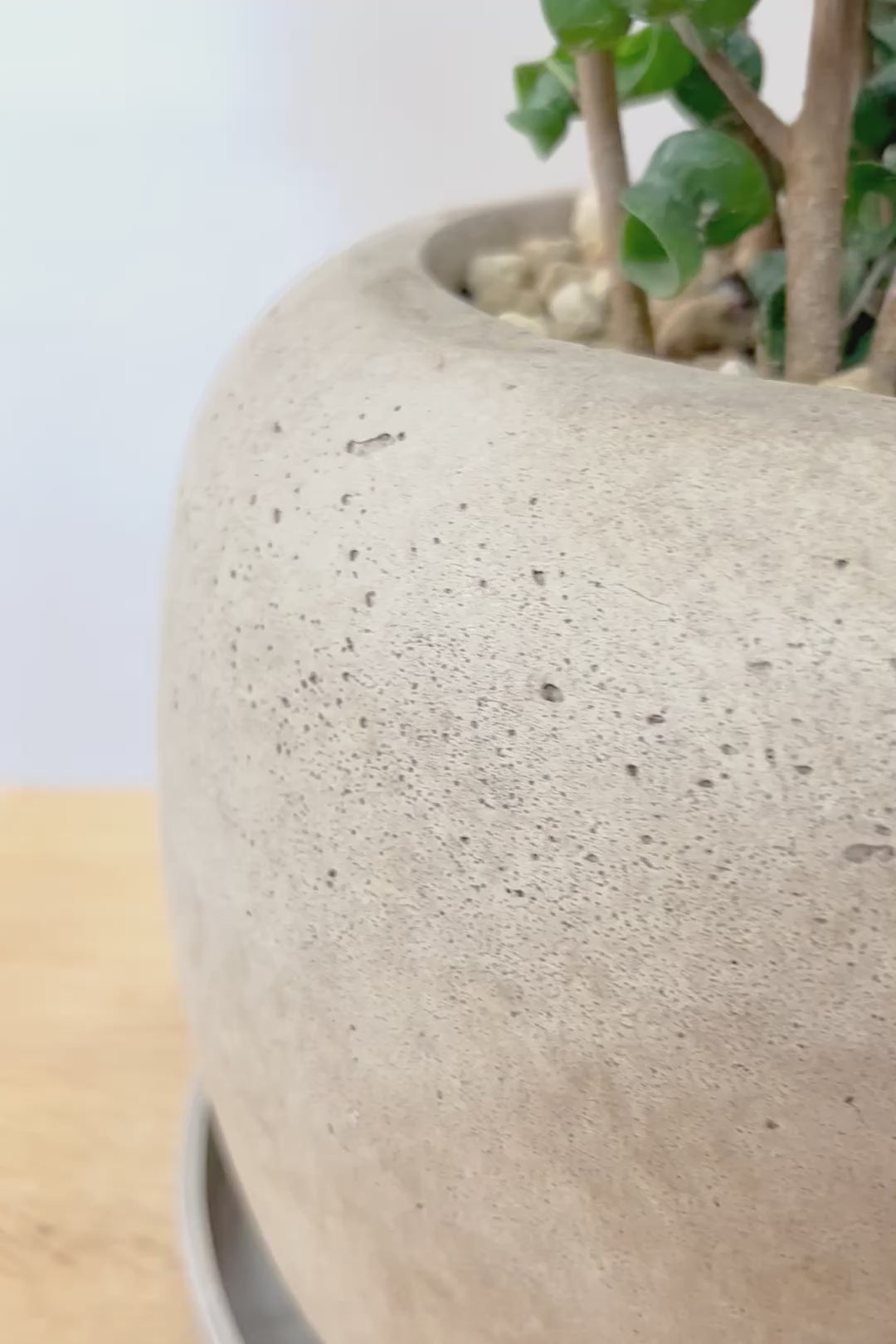 【ベンジャミン バロック】APEGO新作のかわいいPOT。まん丸としたフォルムとバロックの葉のフォルムが良い感じに合います！