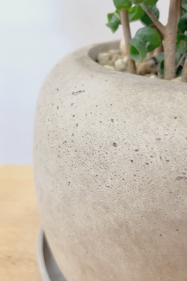 【ベンジャミン バロック】APEGO新作のかわいいPOT。まん丸としたフォルムとバロックの葉のフォルムが良い感じに合います！