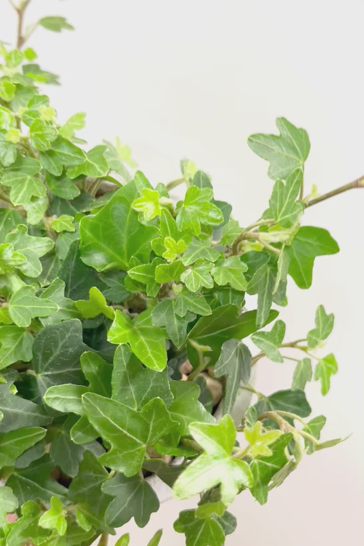 【アイビー ダックフット】葉のフォルムがかわいいAPEGOでは初入荷の品種！アヒルの足のような葉っぱがたまらなくかわいい