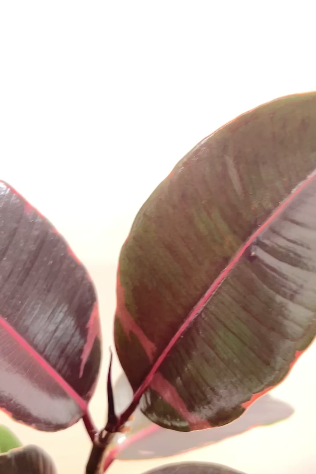 【フィカス ブルールビー】今回が最後の入荷！とても濃い葉色が美しい！今後どのように葉色が変化していくか楽しみです！