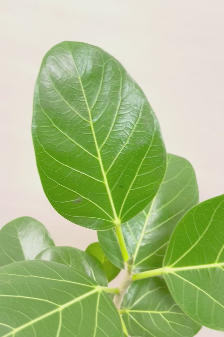 【フィカス ベンガレンシス】太い幹と趣のある全体のフォルム。このような樹形はめったに出会えません！