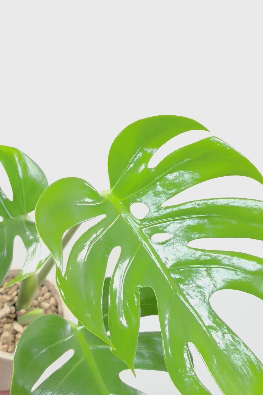 【モンステラ コンパクター】高さ48センチの大き目サイズ！葉の切れ込みも抜群にキレイな個体です！