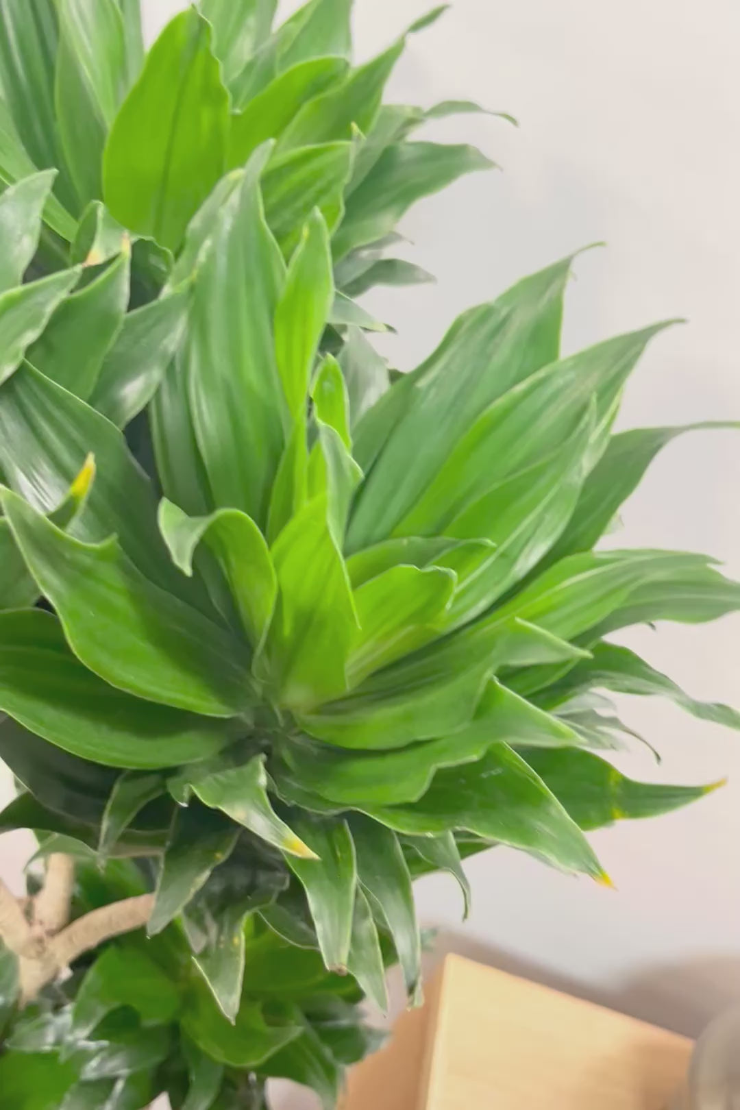 【ドラセナコンパクター】存在感のある大きさ。全体のバランスも最高！とても育てやすいので贈り物にも人気の観葉植物です！