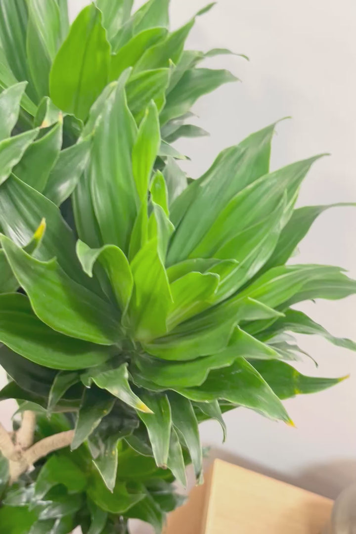 【ドラセナコンパクター】存在感のある大きさ。全体のバランスも最高！とても育てやすいので贈り物にも人気の観葉植物です！