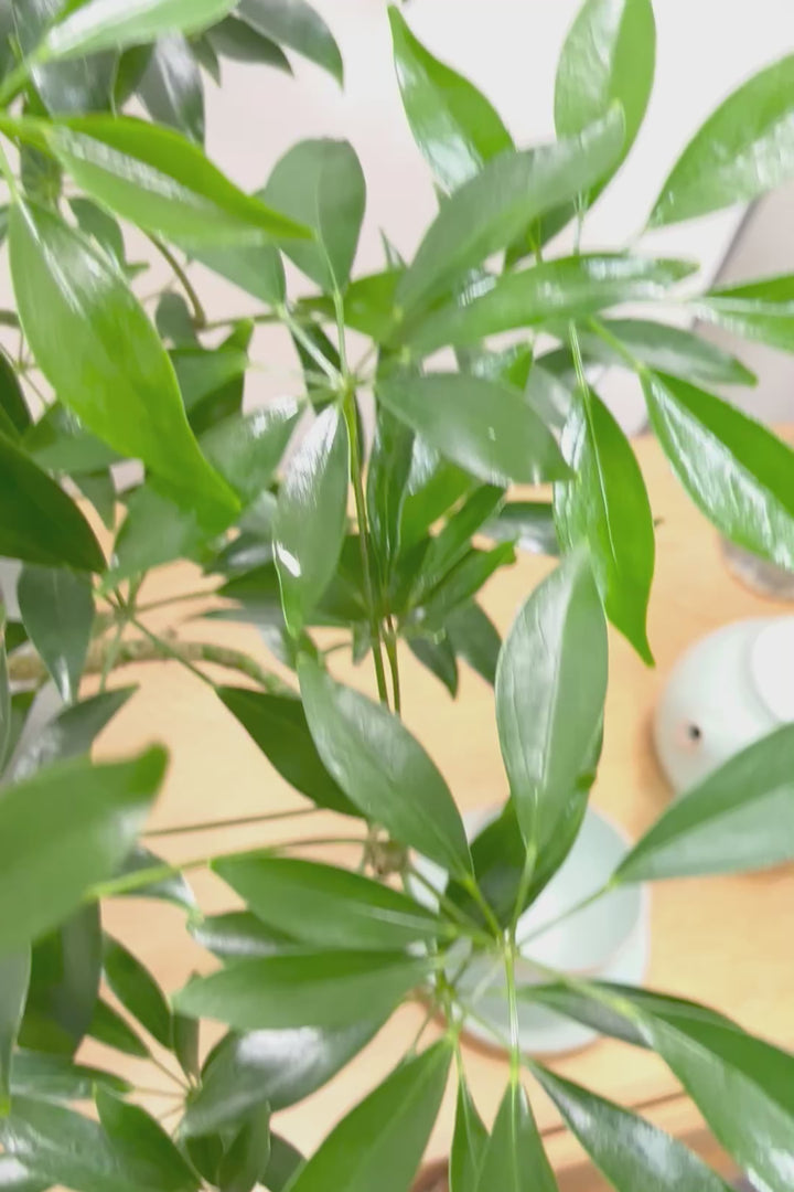 【シェフレラ コンパクタ】この樹形は良い！このようなナチュラルな樹形はめったに入荷いませんのでぜひ！