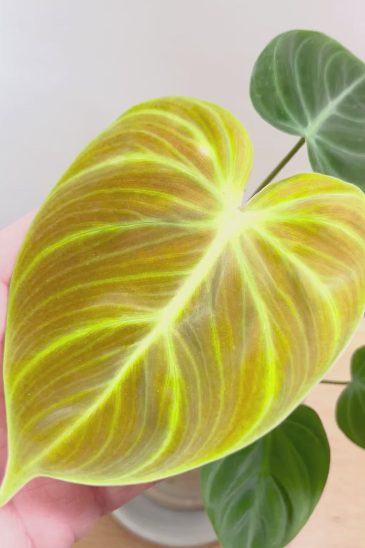 【フィロデンドロン エルチョコレッド】新葉のブロンズの葉とダークグリーンの美しい葉がとても素敵。表面の質感がベルベット調の美しい品種です