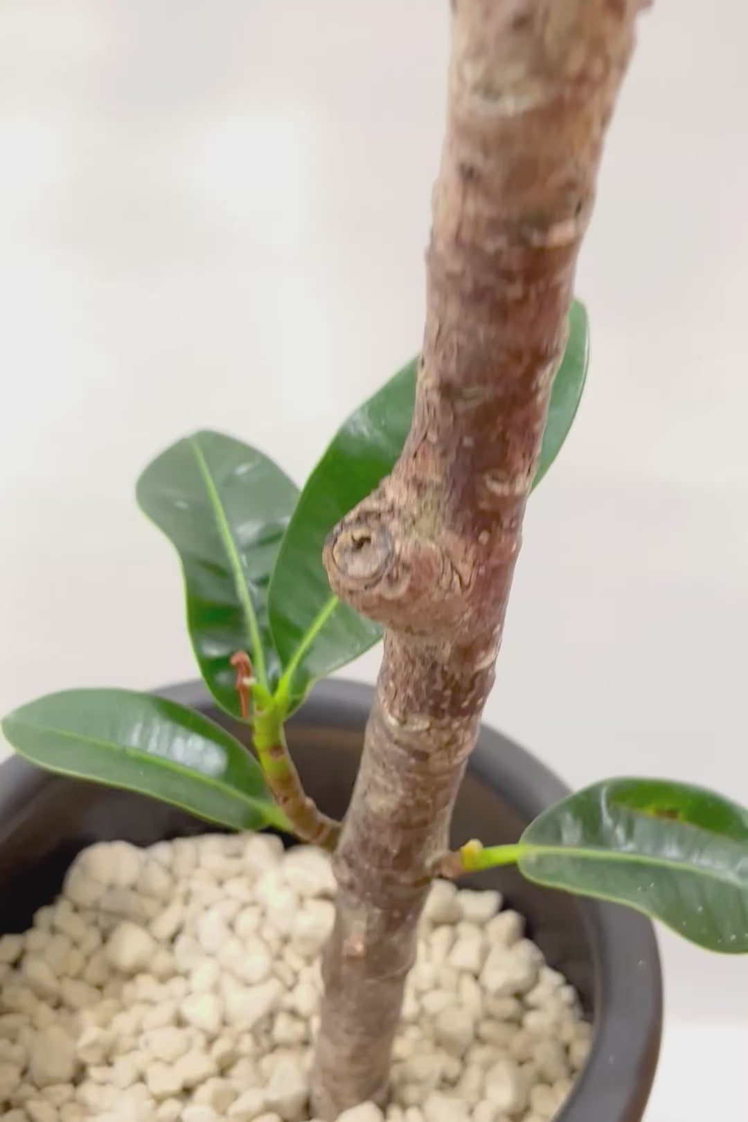 【フィカス アポロゴム】シンプルな樹形ですが存在感があります！ダークグリーンの葉がとても美しいスタイリッシュな観葉植物！