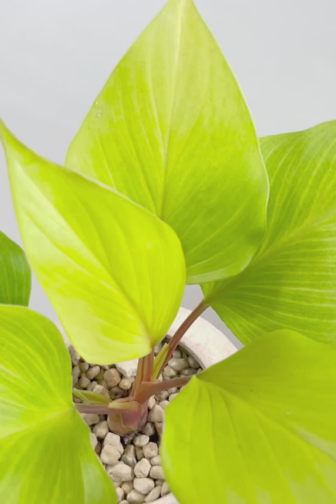 【ホマロメナ レモンライム】吸い込まれるような爽やかな葉色がとても美しい観葉植物です