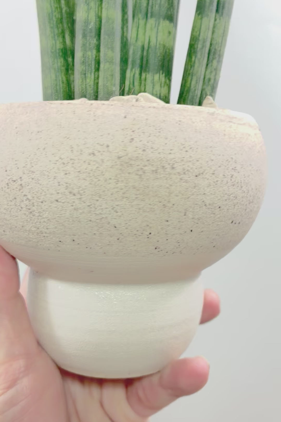 【サンスベリア スタッキー】全高32cmのかわいいサイズ！今回もこだわりのPOTに合わせました！植物のラインがとっても合うフォルムで素敵なんです！