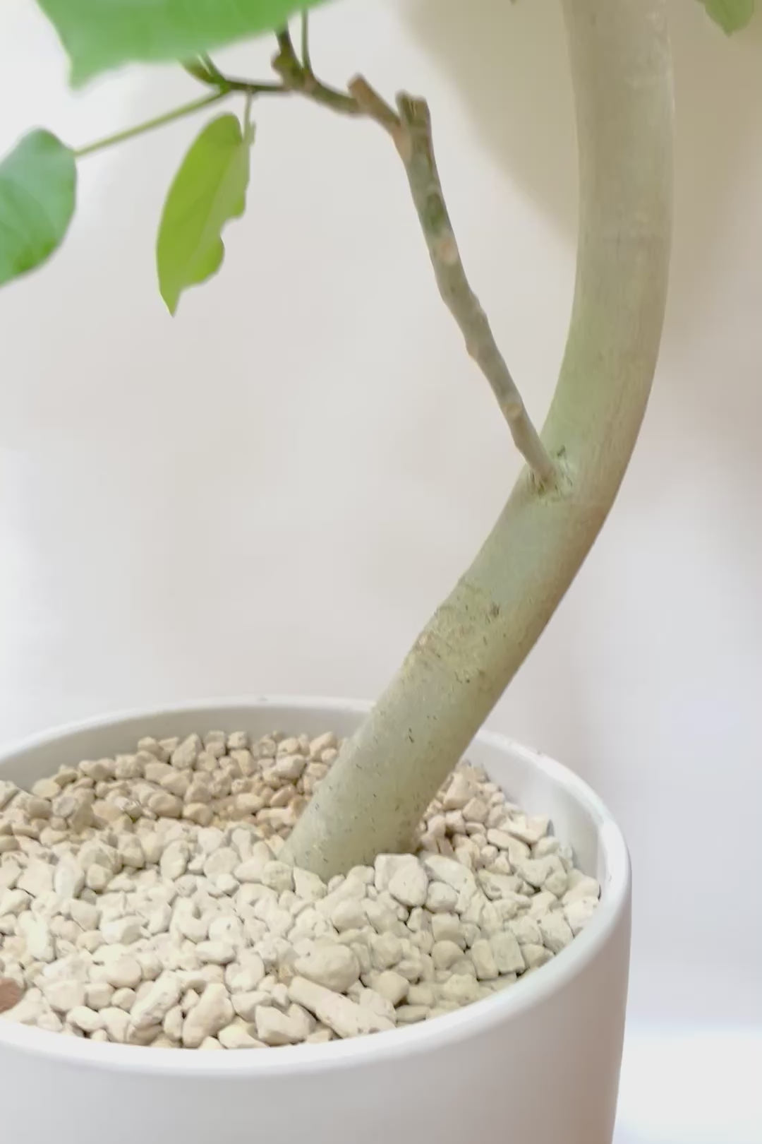 【ウンベラータ】このも樹形はイイ！鹿児島の名人の生産者さんが手塩にかけて作りました！最高の樹形です！