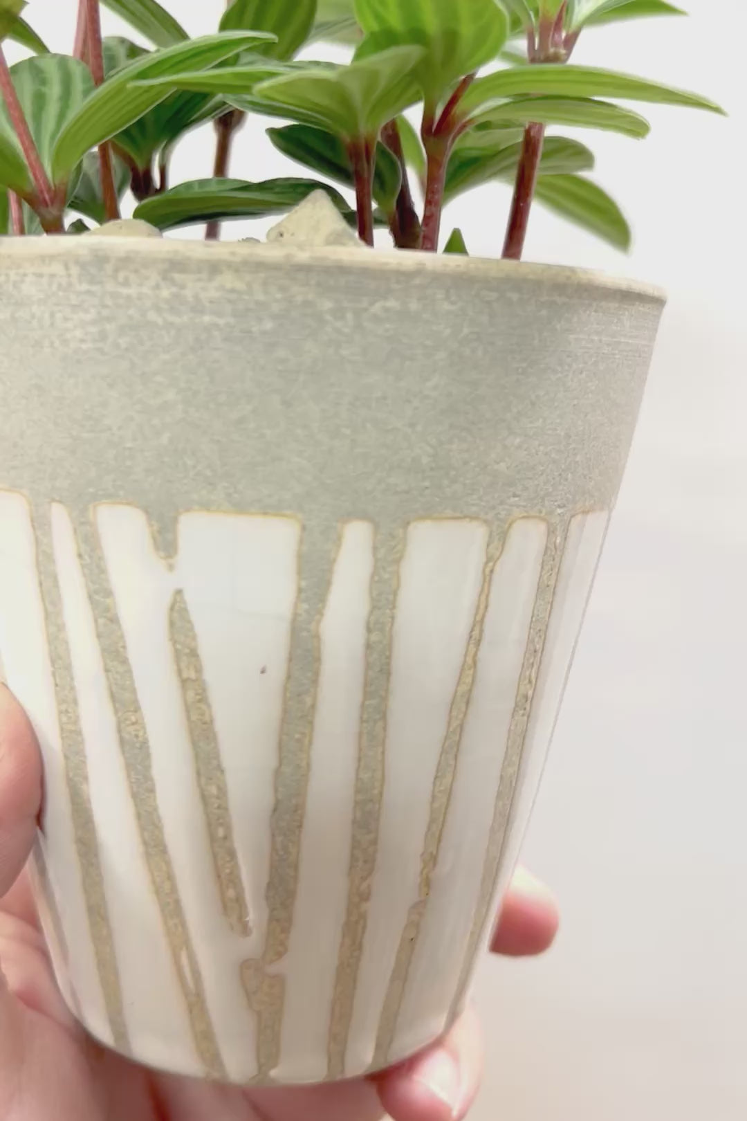 【ペペロミア プテオラータ】くっきりとした葉模様が特徴。茎が硬く上へ上へと伸びていくタイプです！