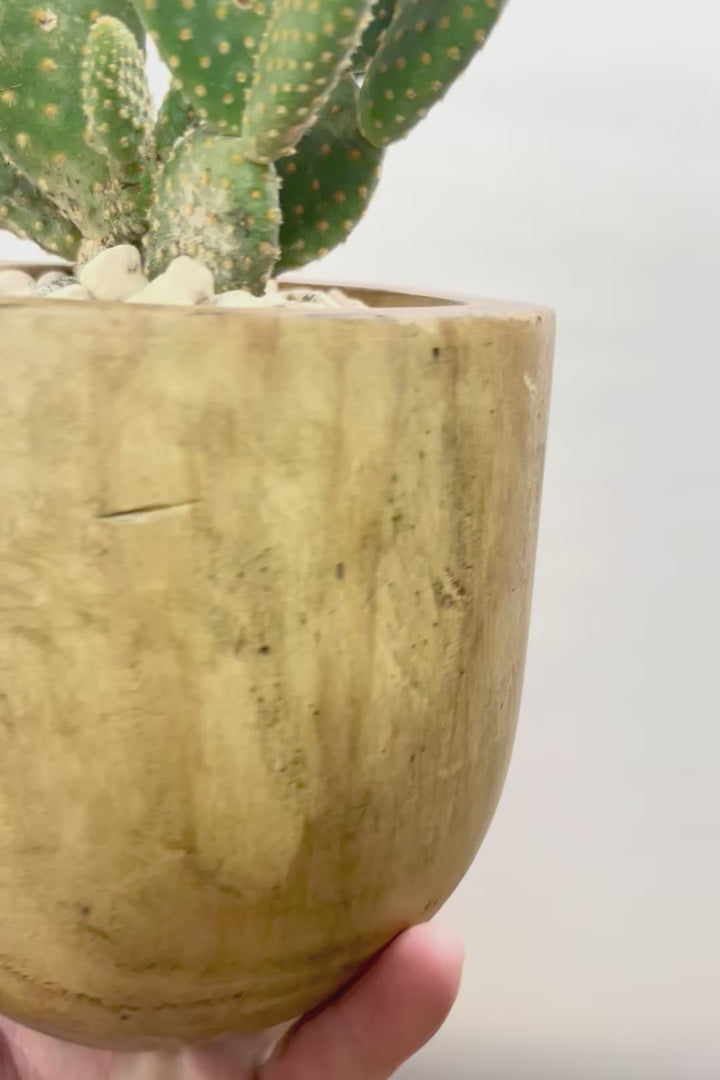 【オプンチア ゴールデンバニー】ウサギの耳のようなかわいいフォルム！葉数も多いのでおススメです！