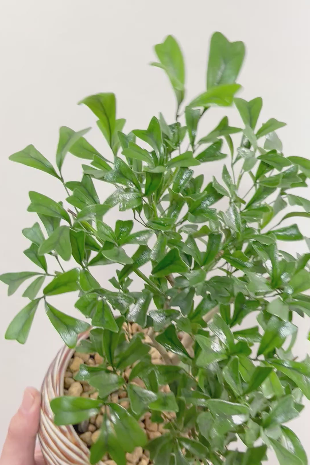 【シェフレラ トライアンギュラリス 】幹がとても太い！名前の通り葉が三角です♪とにかく丈夫で育てやすいので初めて観葉植物を育てる方にお勧め！